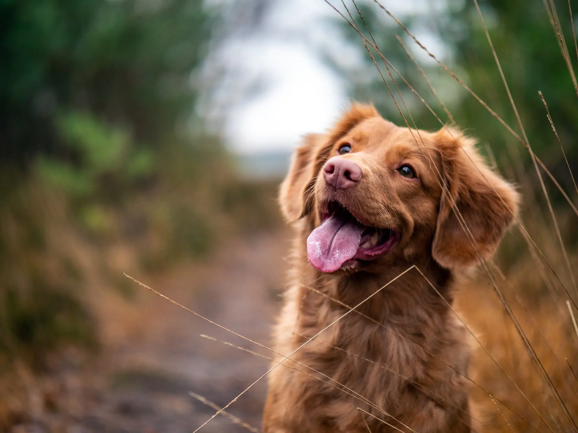 Primary Canine Tooth Extraction in Dogs