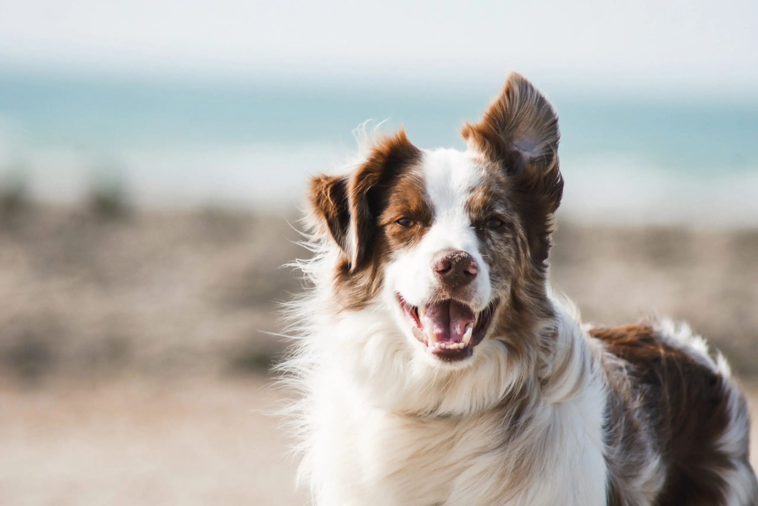 Treatment of Avulsed Canine Tooth in a Dog