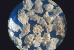 Microscopic structure of synergy bone graft material in vet dentistry