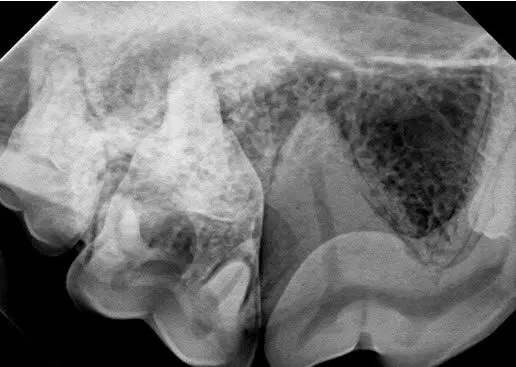veterinary dental radiograph