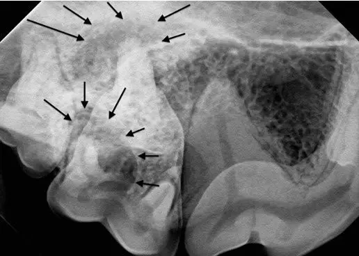 veterinary dental radiograph of PAL