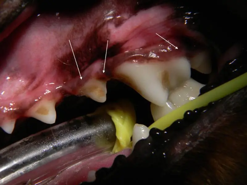 Left upper side prior to cleaning. Focal areas of mild gingivitis can be appreciated around 207 and 208. This was the most severely effected area noted on the initial oral exam, but I was not very concerned.
