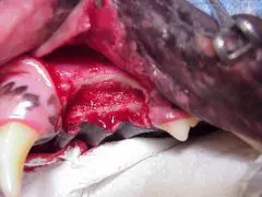 Intraoperative view after en-bloc resection - veterinary dentistry