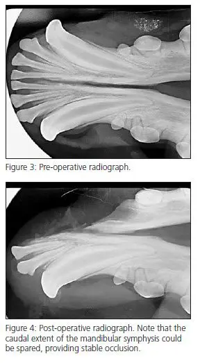 Vet Dentistry - Radiographs before & after oral mass removal in dog