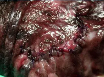 After closure of oronasal fistula - vet dentistry