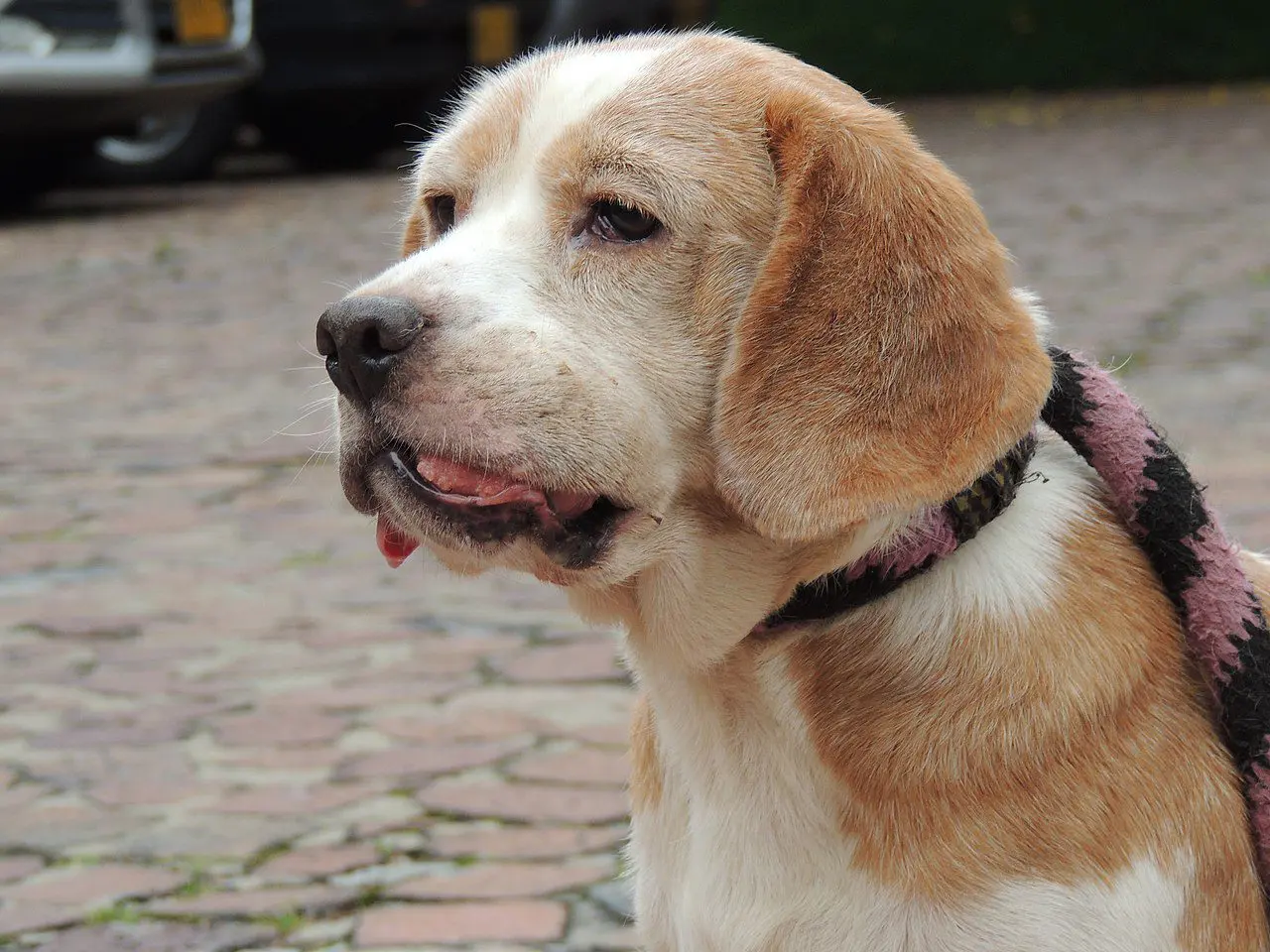 How to Tell if Your Dog Has an Oral Tumor