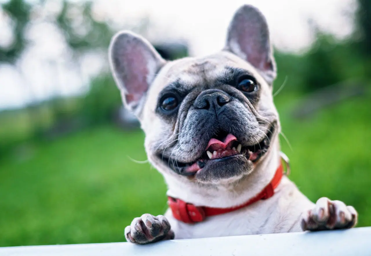Symptoms of Tooth Infections in Dogs