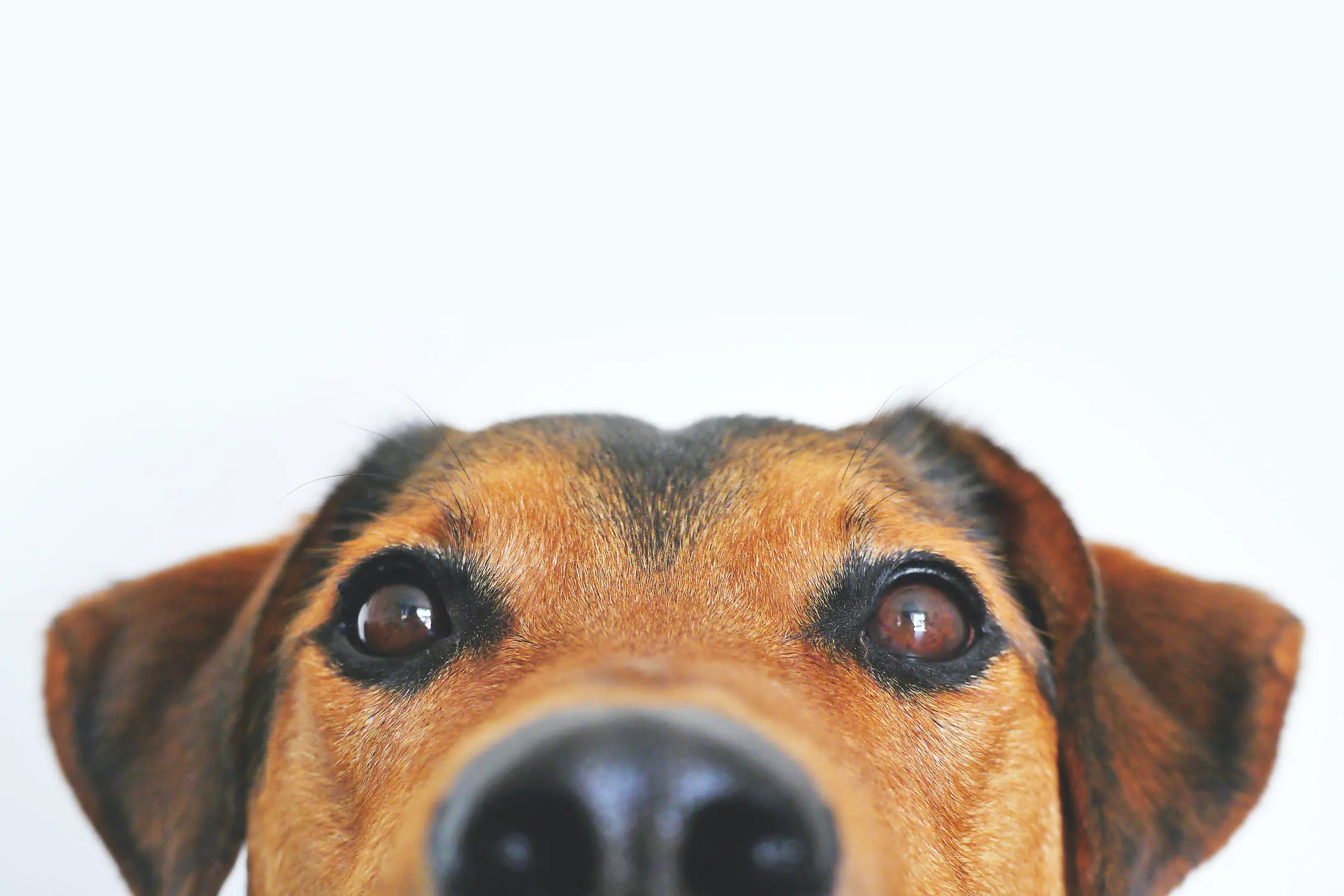 What is a COHAT? Vet Dental Cleaning