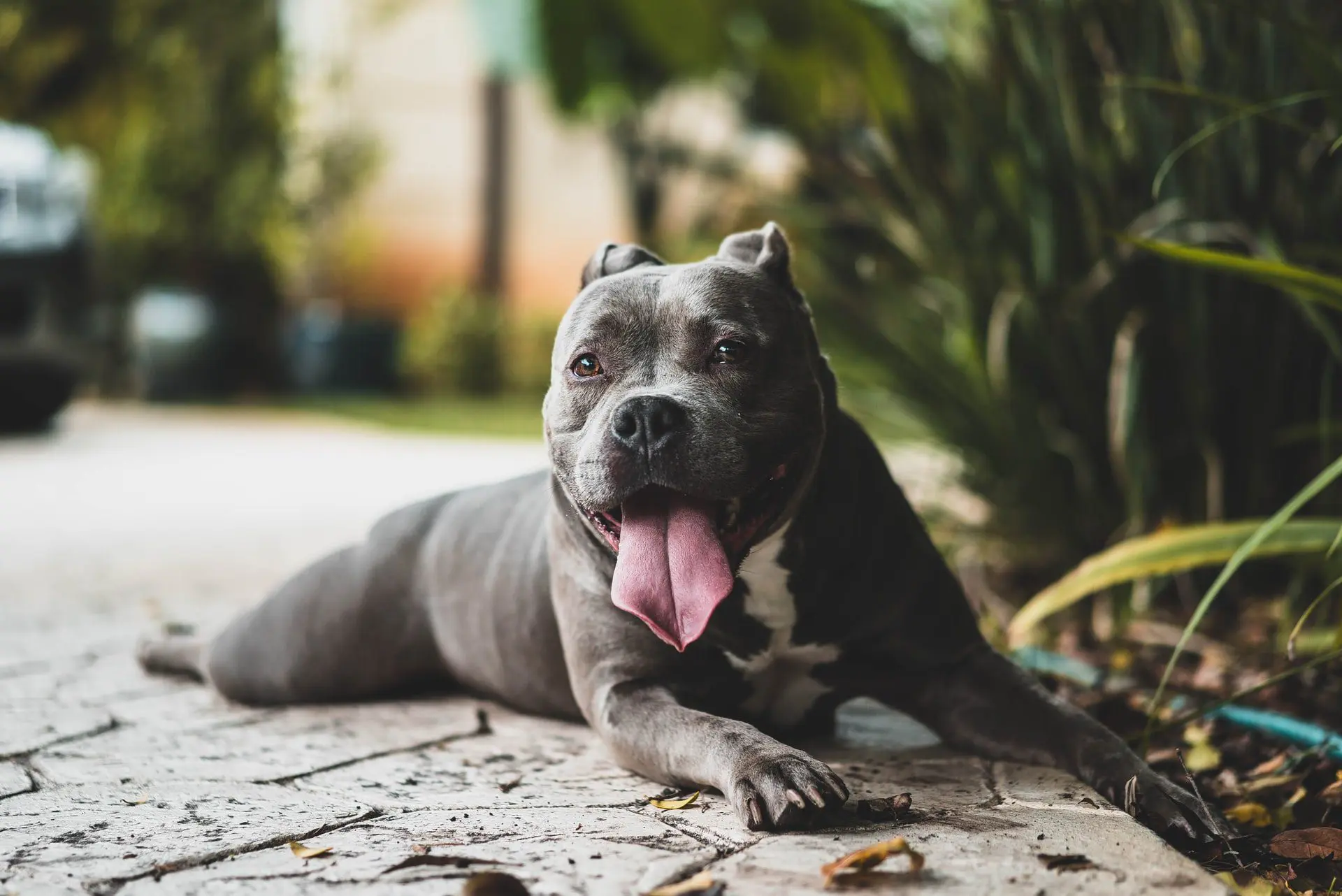 Caring for Your Dog After a Tooth Extraction