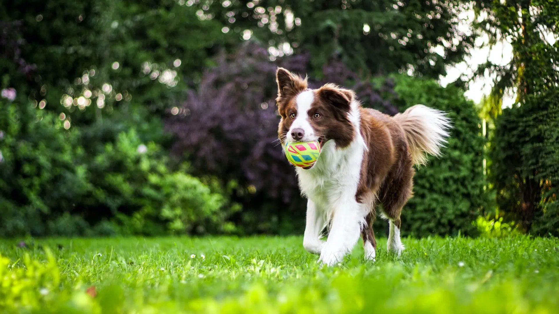 What to Expect After a Dog Tooth Extraction