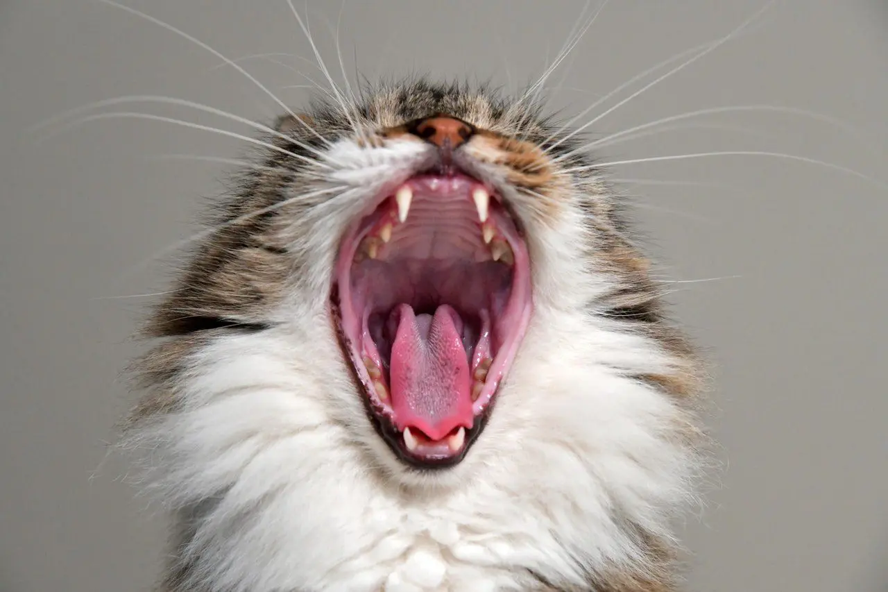 Signs of Healthy Teeth in Cats