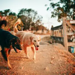 canine dental crowns