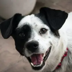tooth grinding in dogs - black and white dog