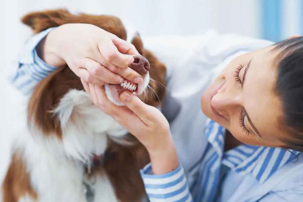 dog teeth cleaning bozeman montana