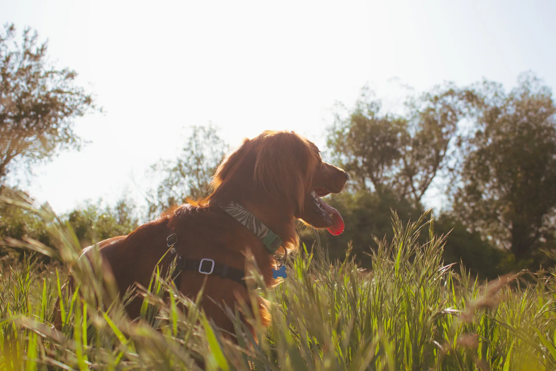 5 Best Dog Friendly Hikes in the Bozeman Area