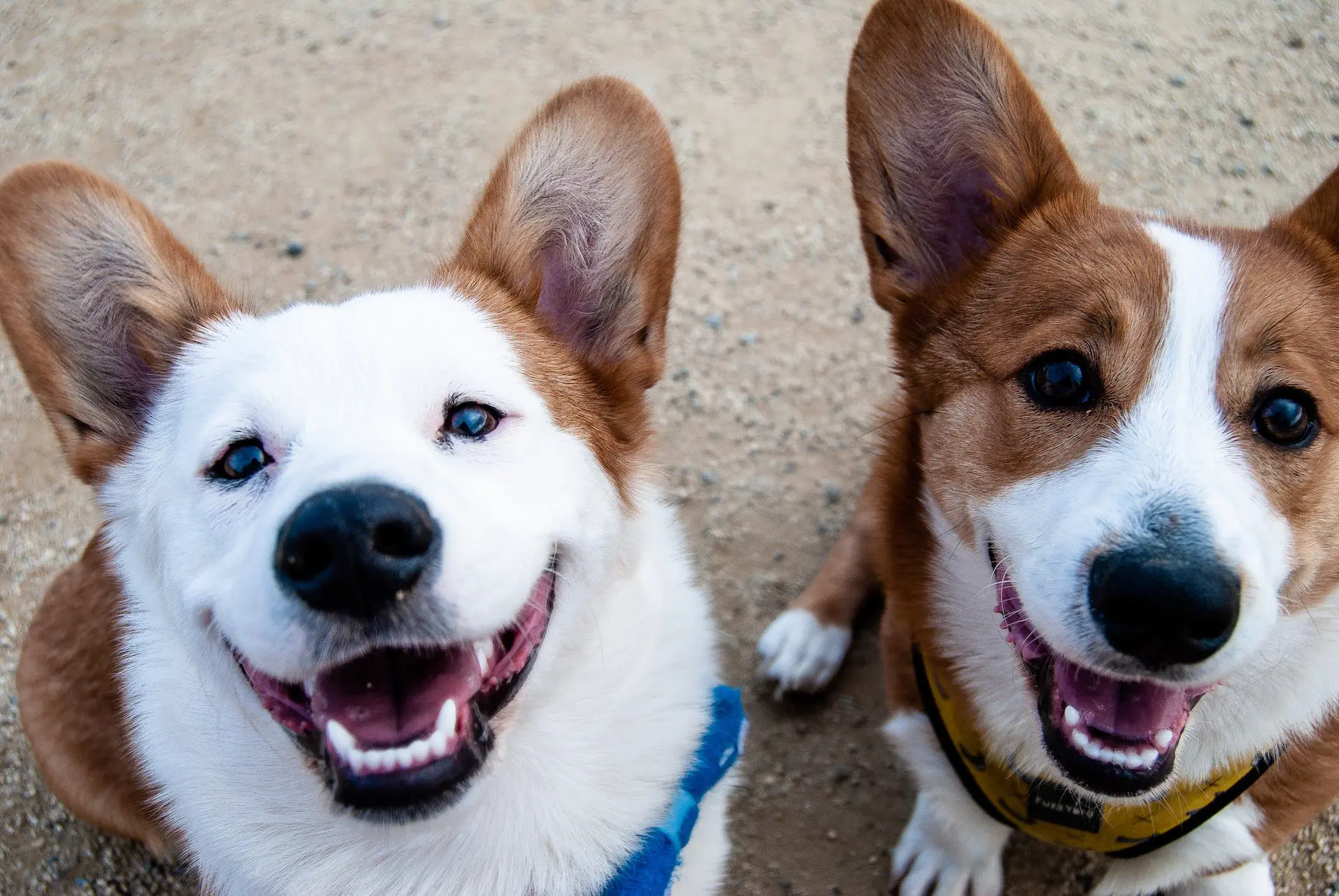 Treating Periodontal Disease in Dogs