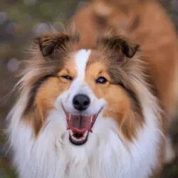 brown white dog smiling with mouth open in grass - caring for your dog in springtime