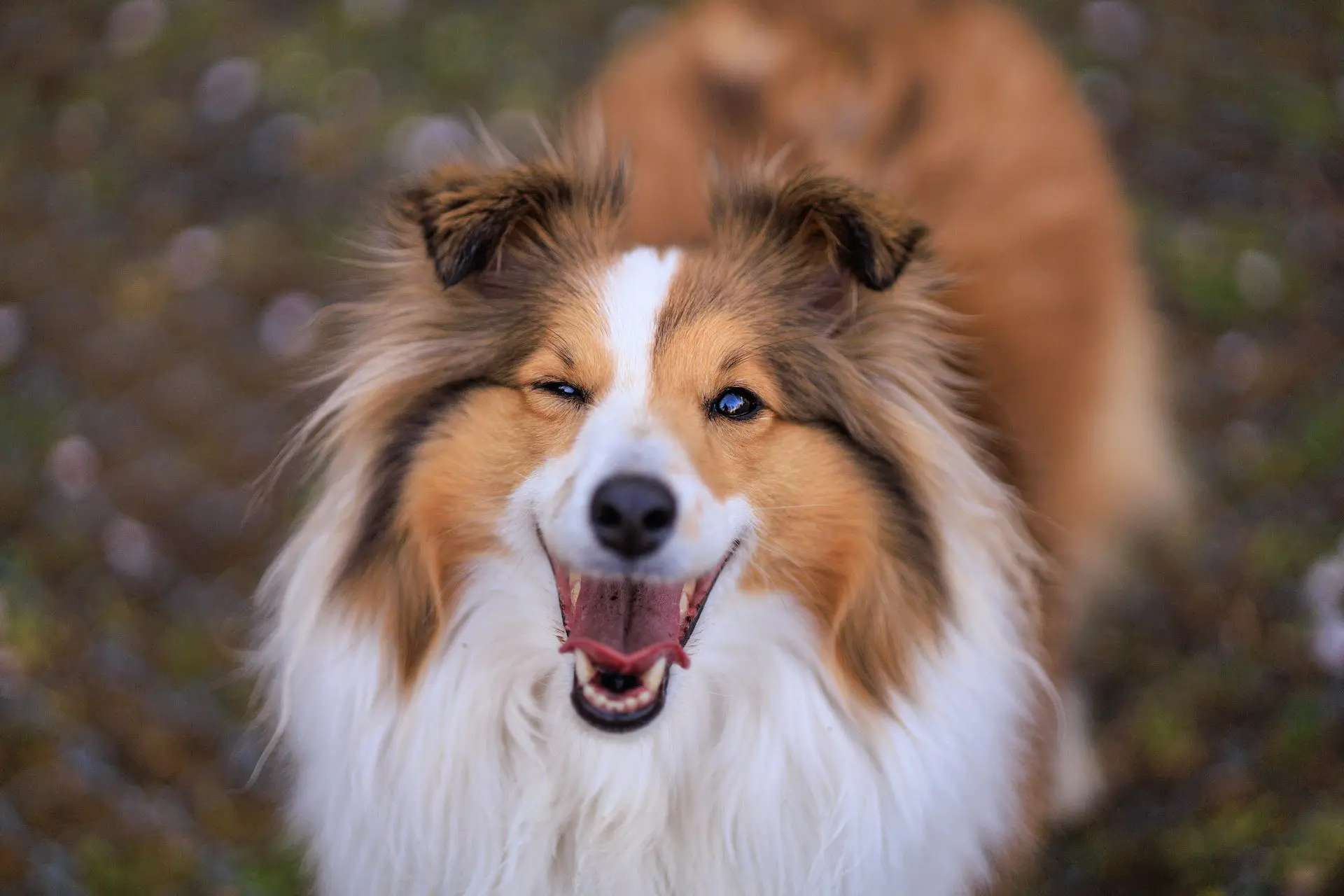 Caring for Your Dog During the Spring Season