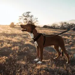 short haired brown dog with a leash smiling at the sun on a hike - dog friendly hikes in missoula