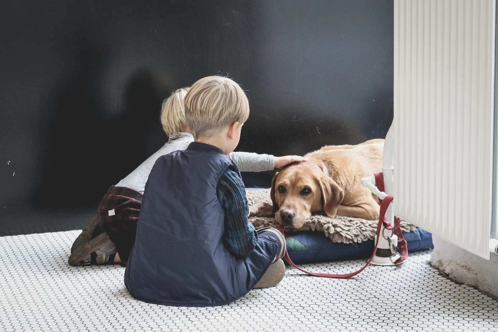 How to Volunteer at Heart of the Valley Animal Shelter in Bozeman
