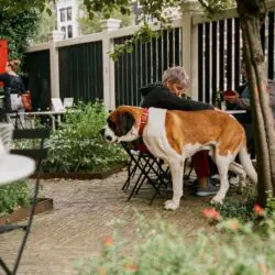 large dog at a table in a cafe - dog friendly restaurants in Bozeman