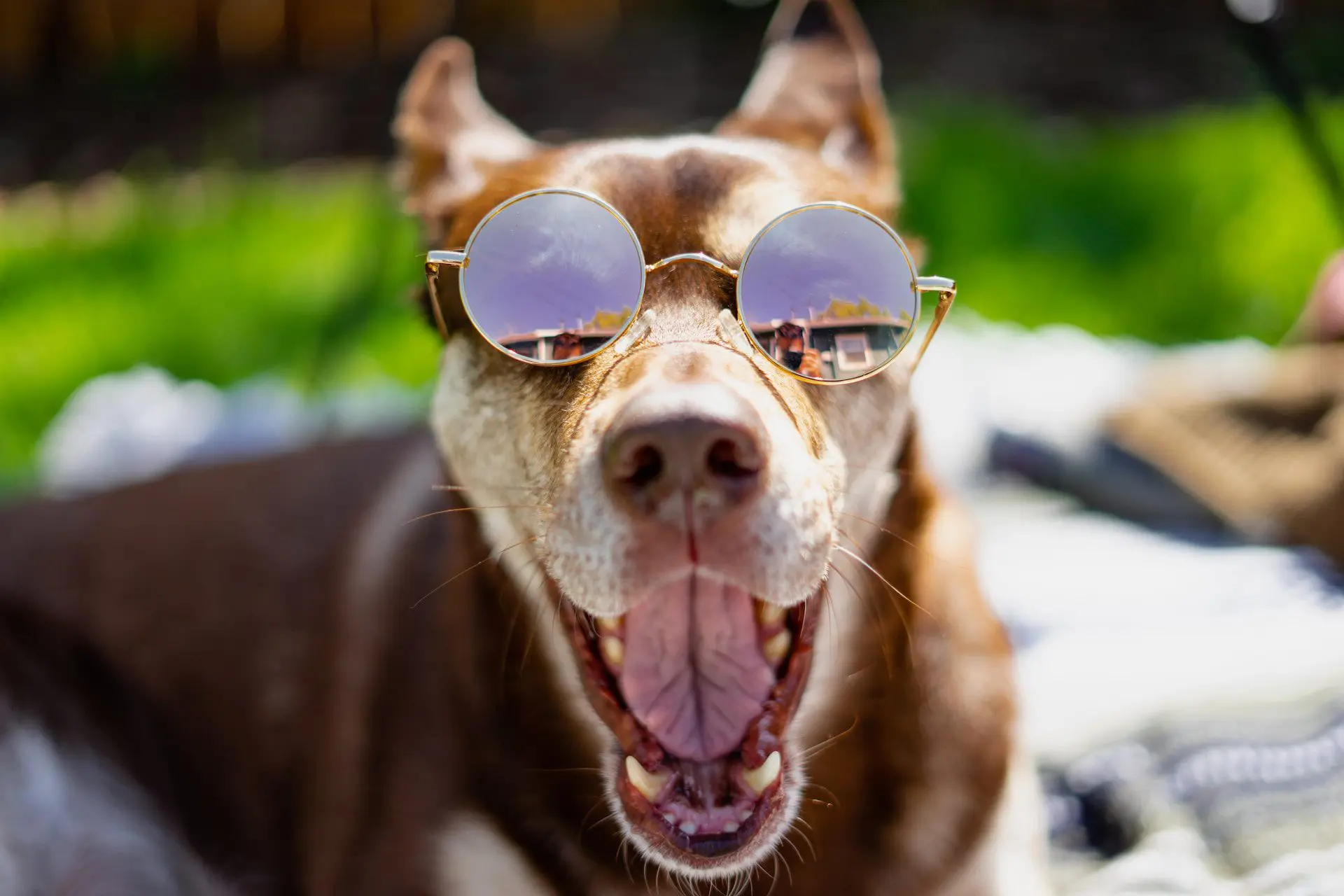 Summer Safety Tips for Dogs in Montana