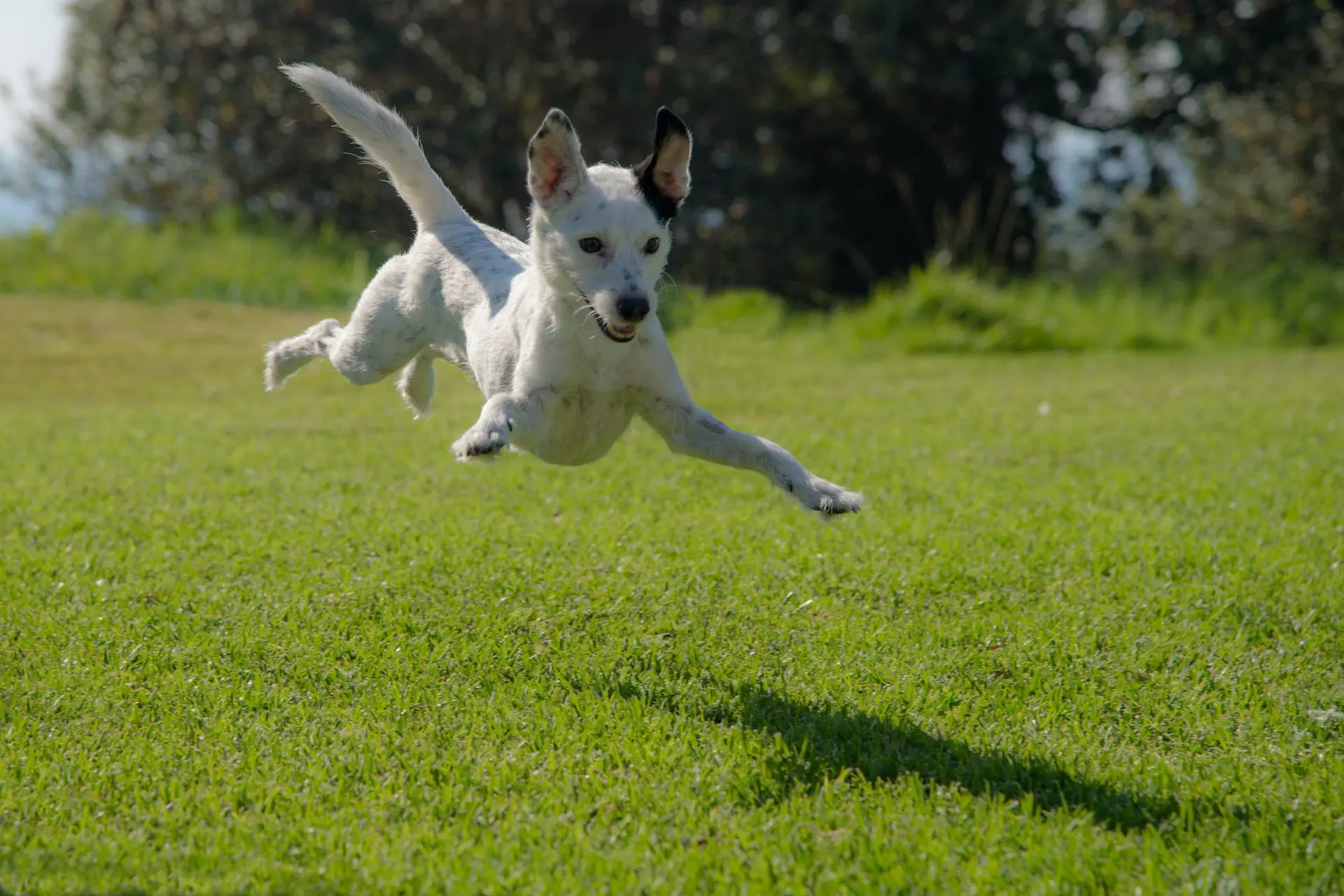 You’ll Love These Dog Parks in Bozeman