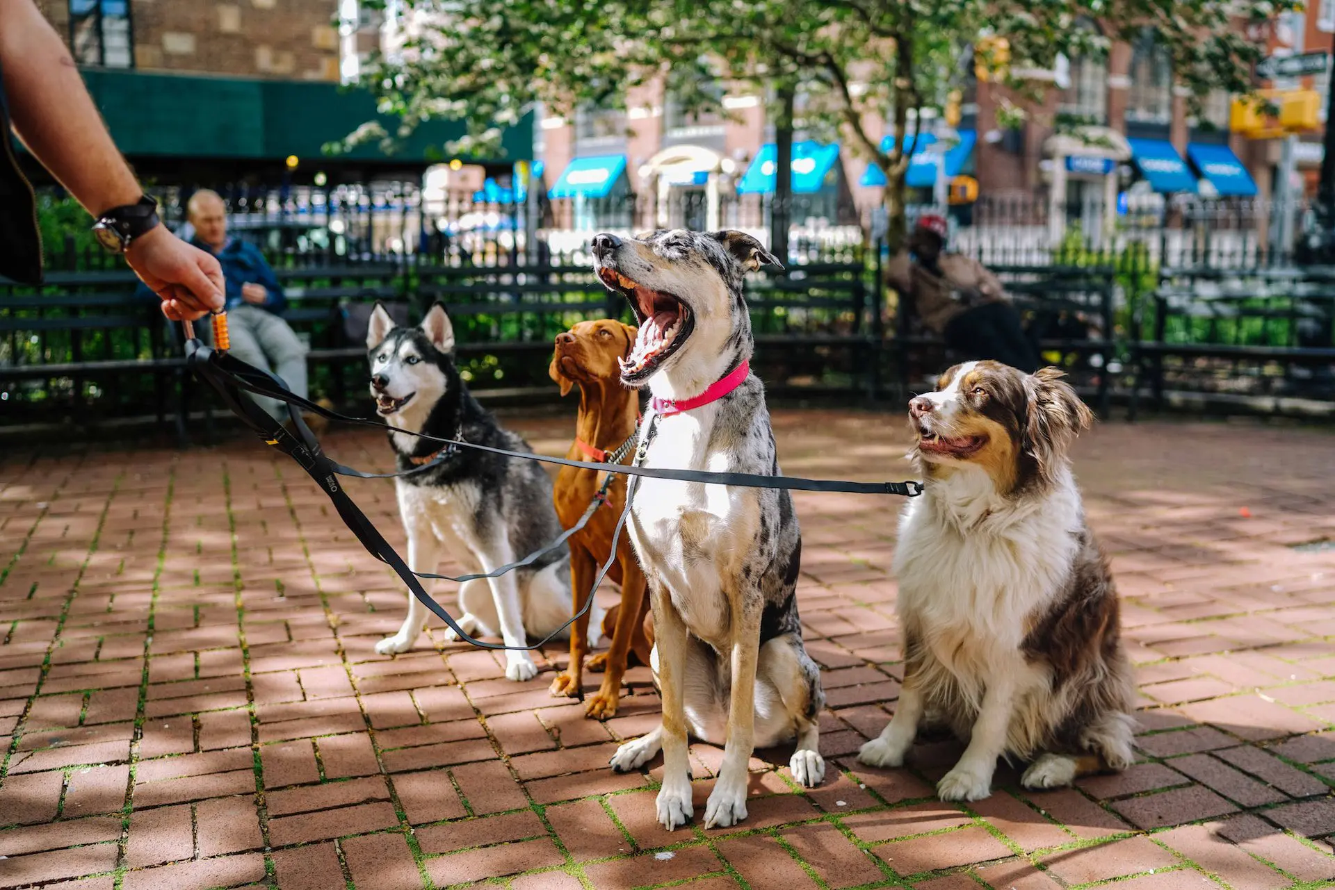 What Are the Leash Laws in Bozeman, Montana?