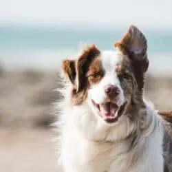brown and white dog with nature in the background -best places for pictures with your dog in Bozeman