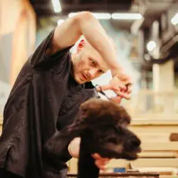 man giving a black dog a groom - best groomers in bozeman