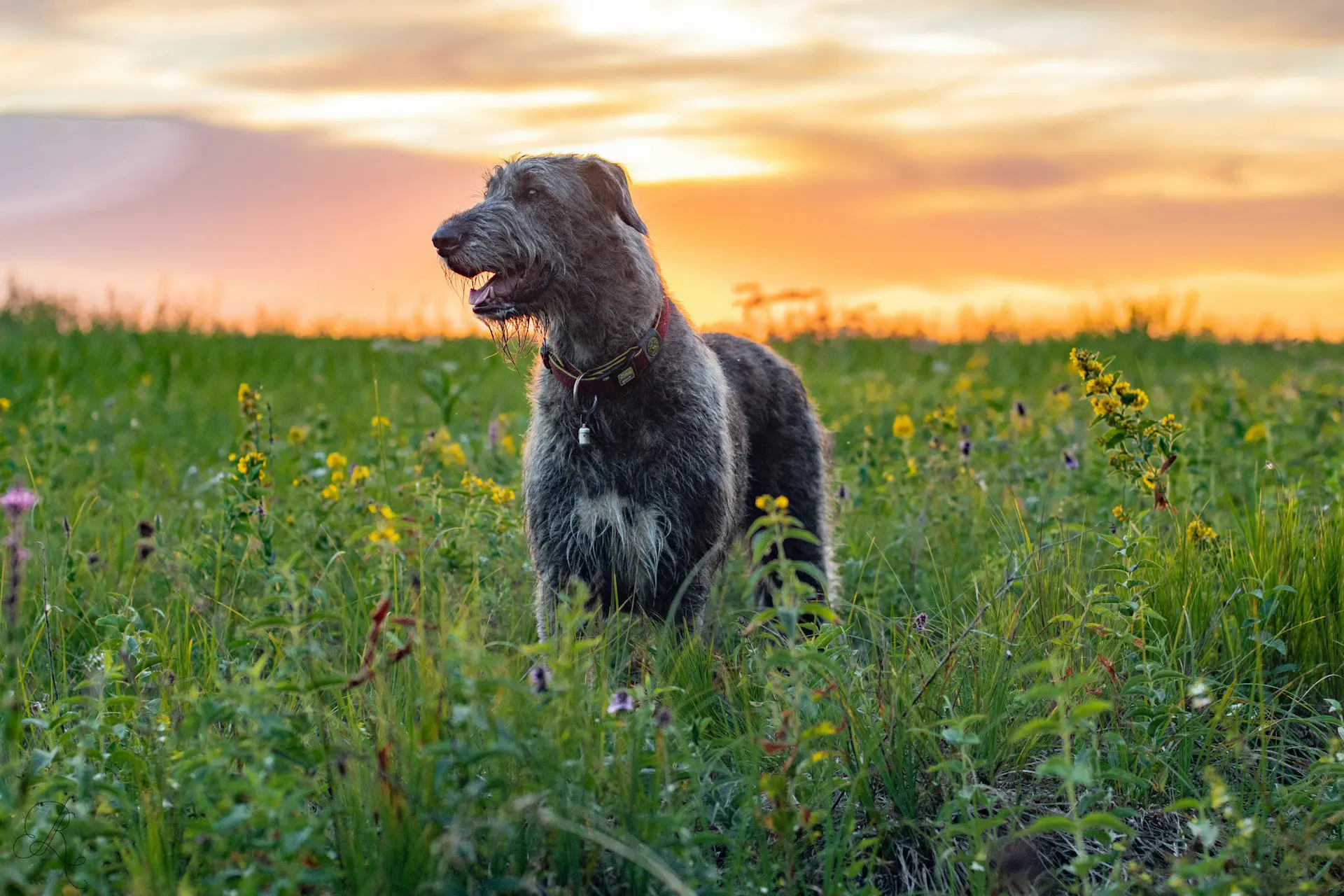 Dangerous Plants for Pets in Montana