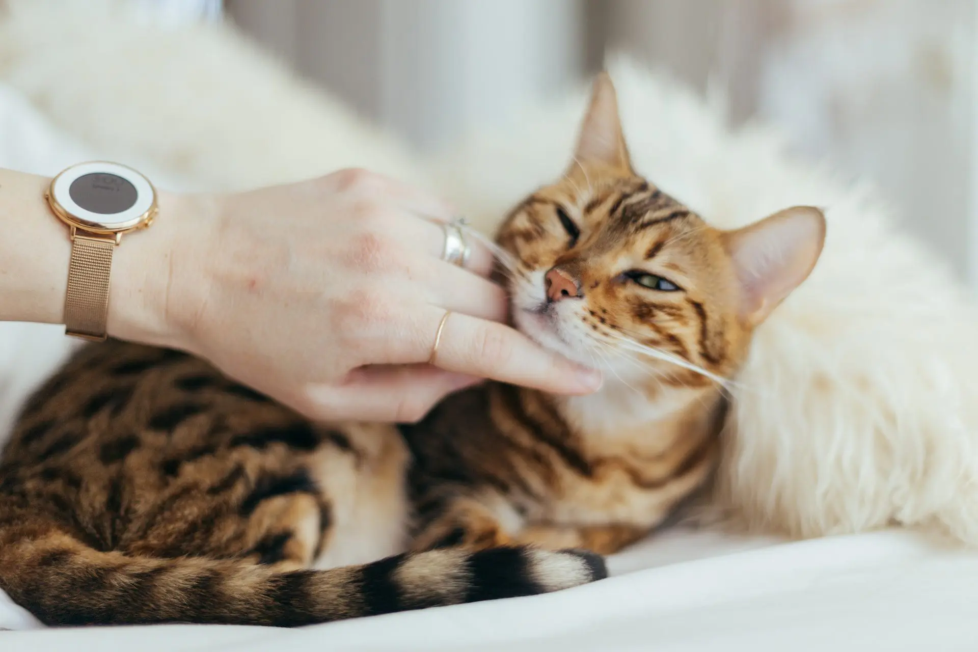 Boarding Your Pet vs. Pet Sitting—Which Is Better?