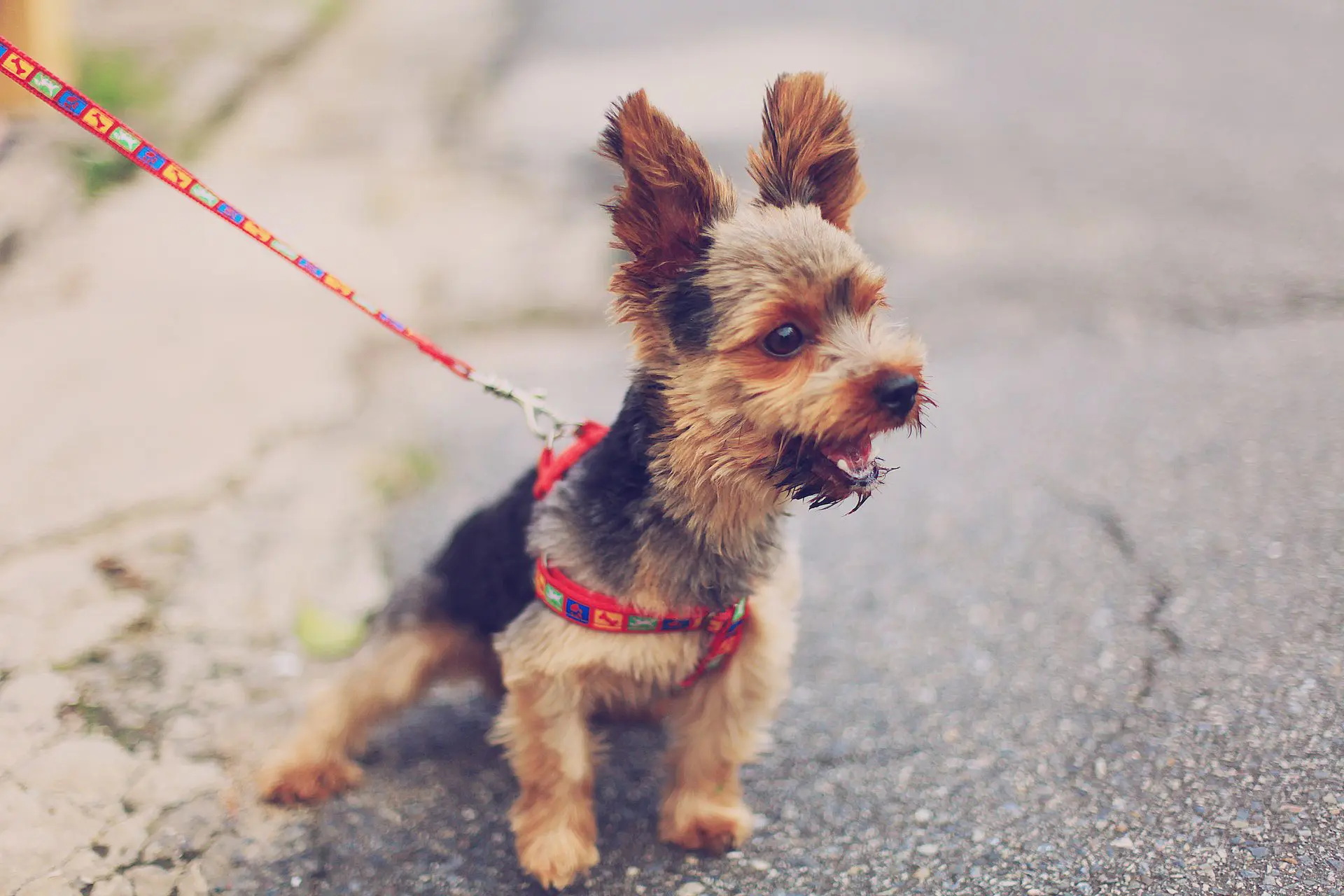 Dog-Friendly Fall Fun in Bozeman