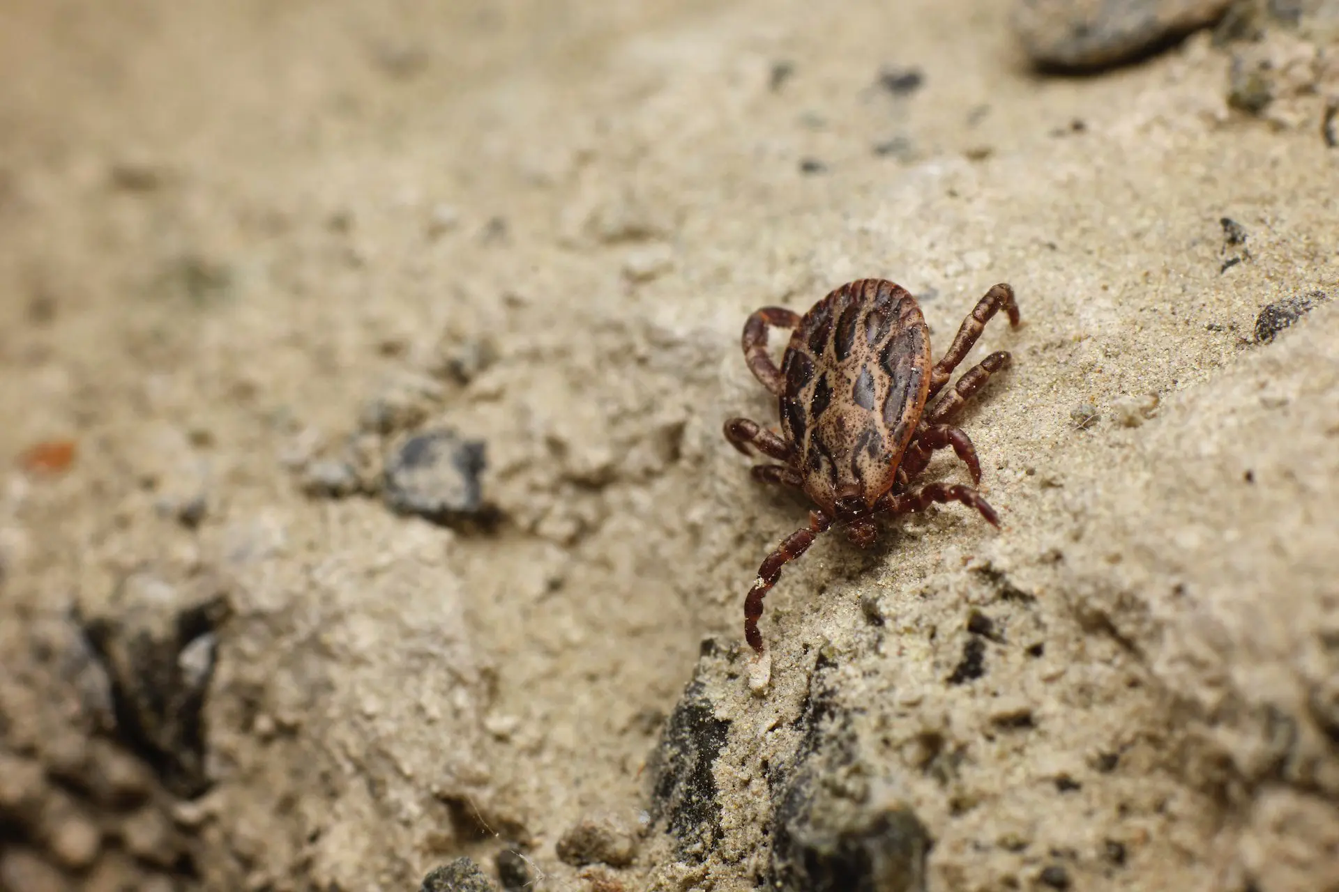 Ticks in Montana Are Dangerous—Here’s How to Protect Your Pets