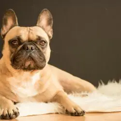 brown bulldog laying on white fur rug