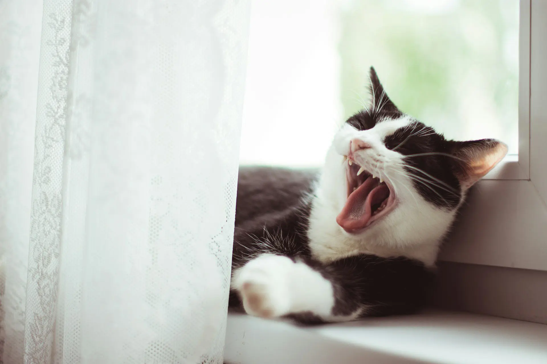 What is Feline Stomatitis?