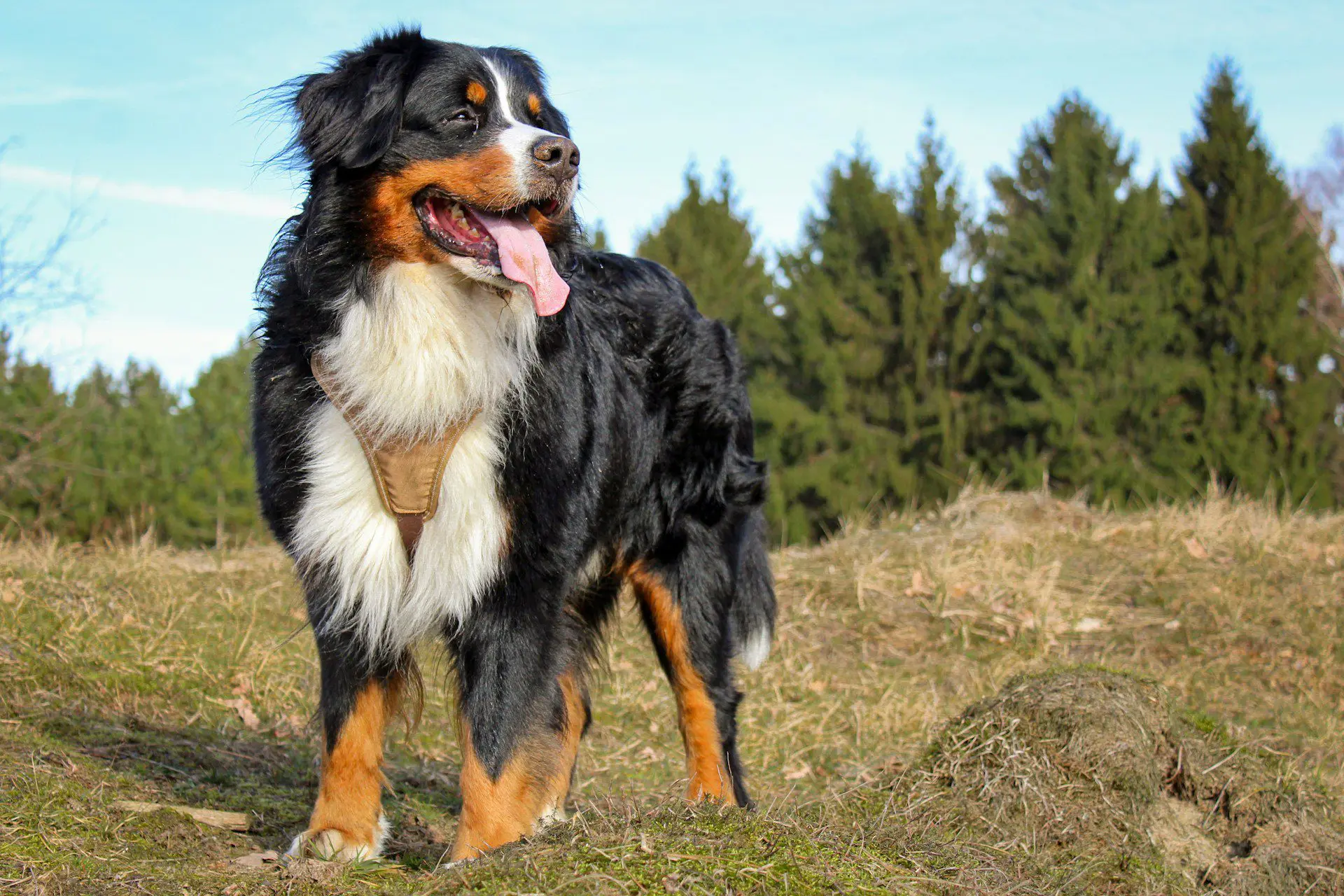 Causes & Treatments of Broken Jaws in Dogs