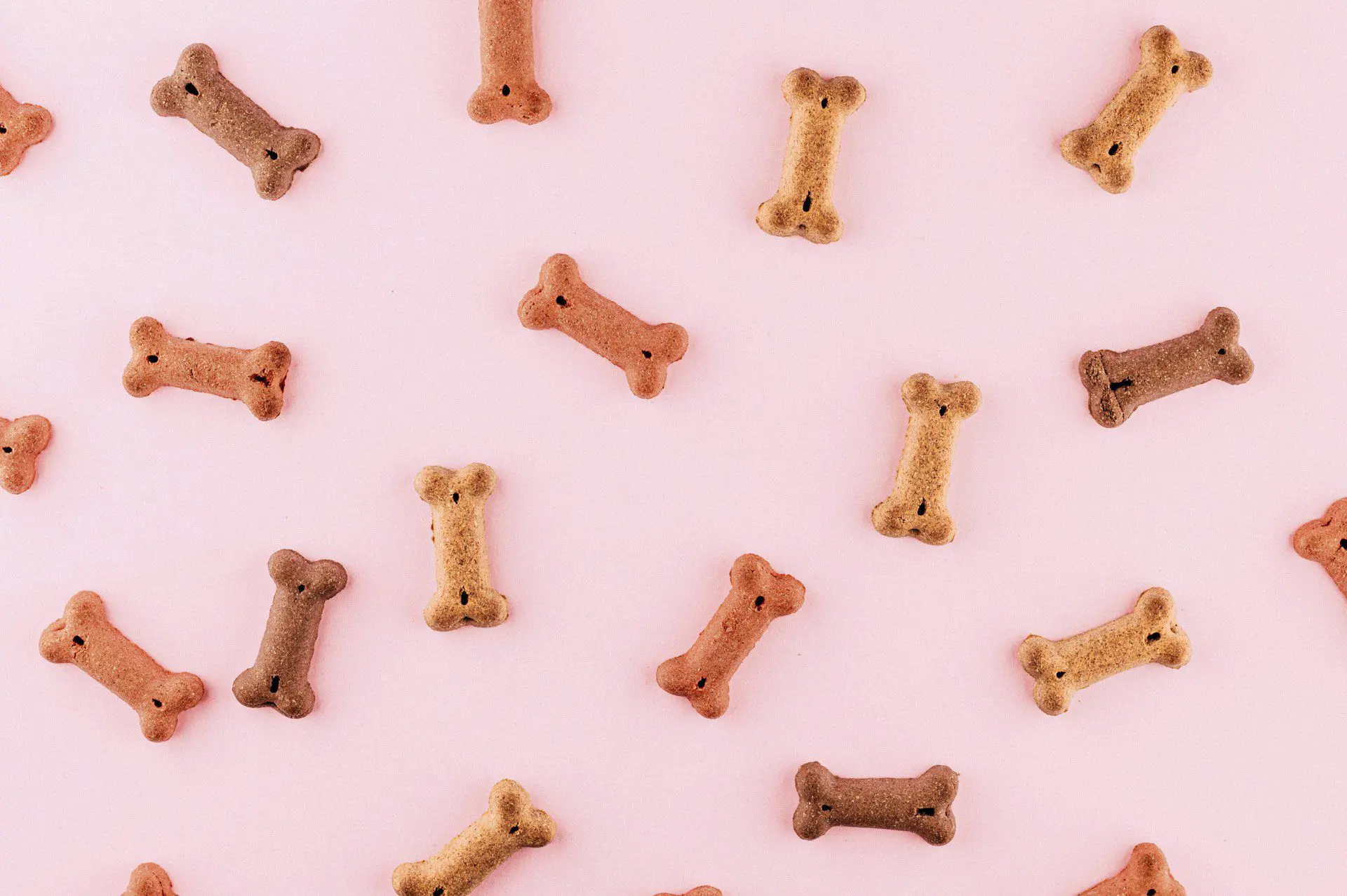Veterinarian-Approved Homemade Dog Treat Recipe