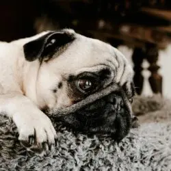 pug laying on gray furry bed