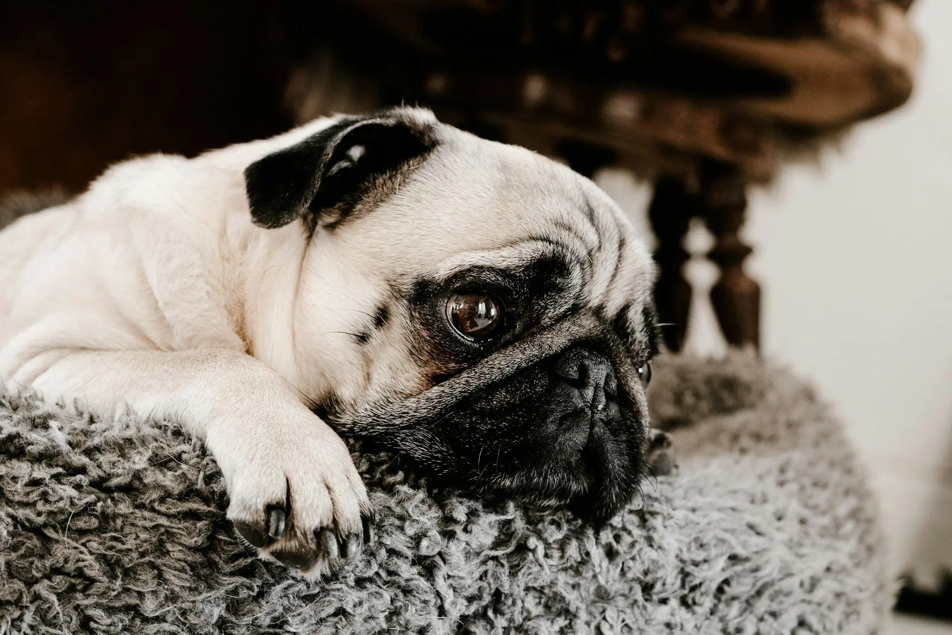 Do Dogs and Cats Grind Their Teeth?