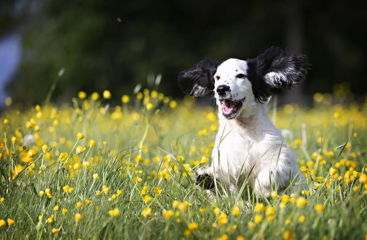 At Home Dental Care for Dogs and Cats