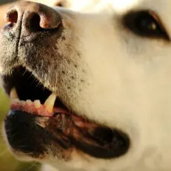 close up of white dog mouth open showing pink gums