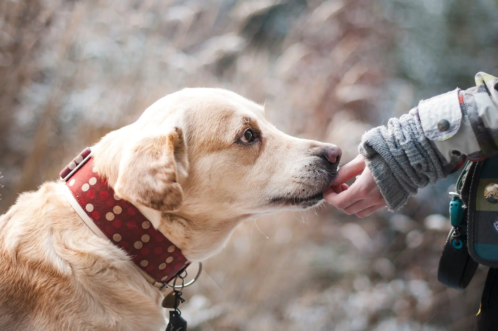 “Chewsing” the Right Dental Chew