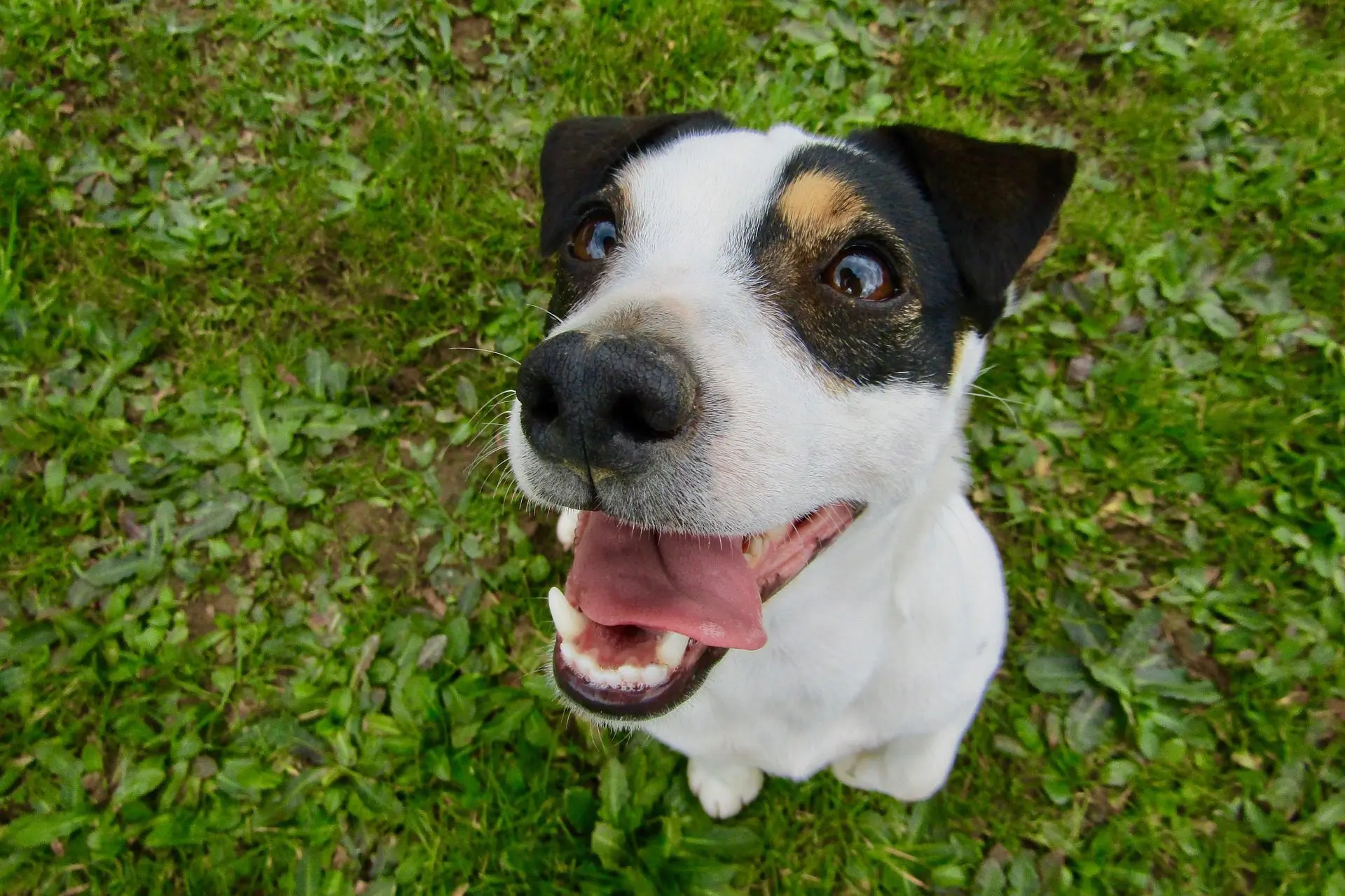 The Benefits of Professional Teeth Cleanings for Dogs and Cats