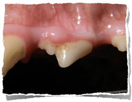 oral tumors in dogs