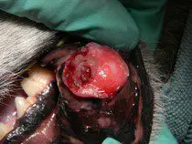 oral tumors in dogs