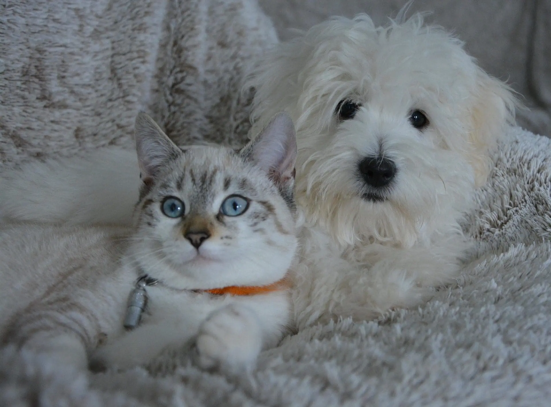 A Brief Guide to Dental Diets for Cats and Dogs