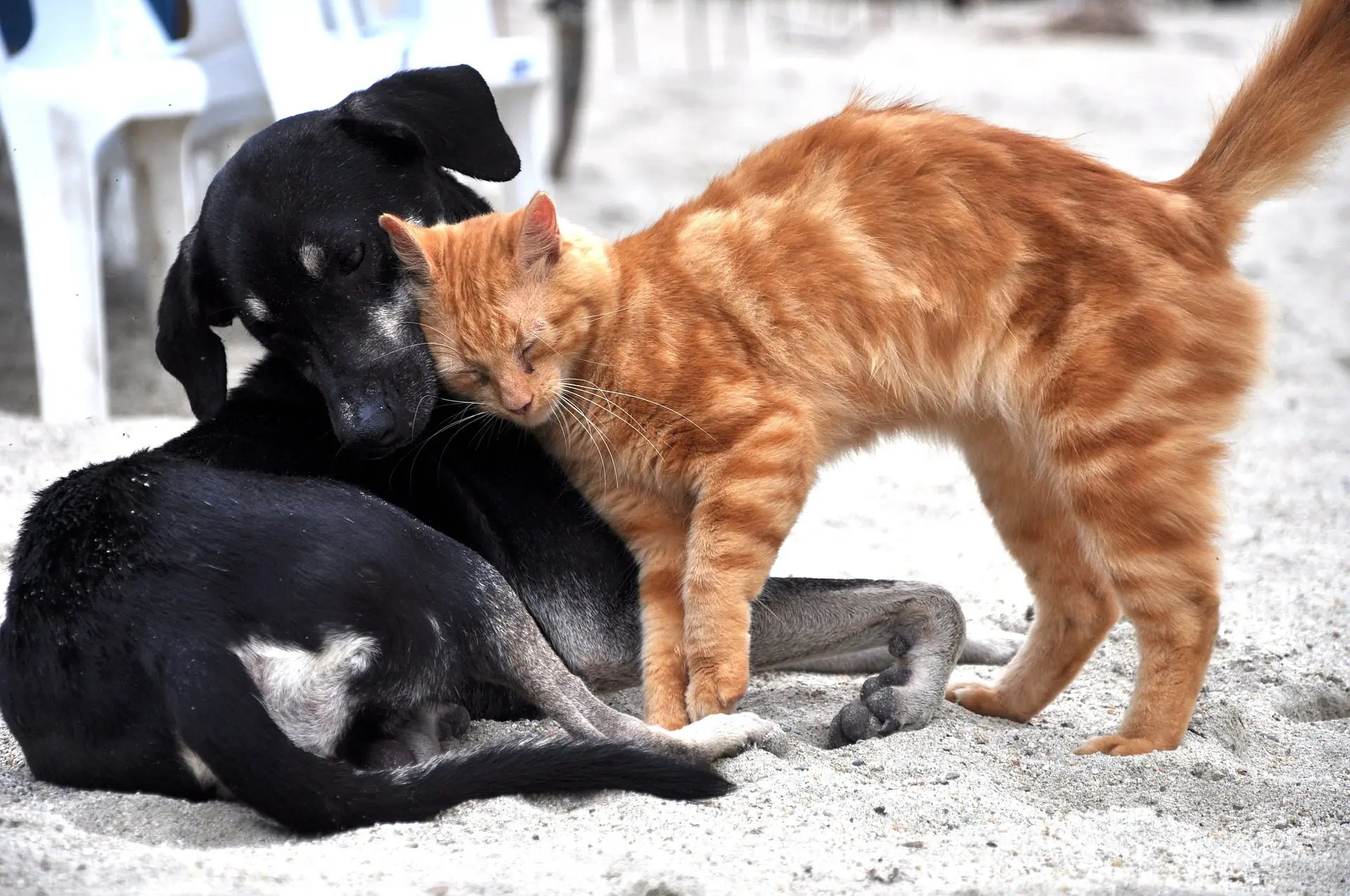 What Is a Board-Certified Vet Dentist?