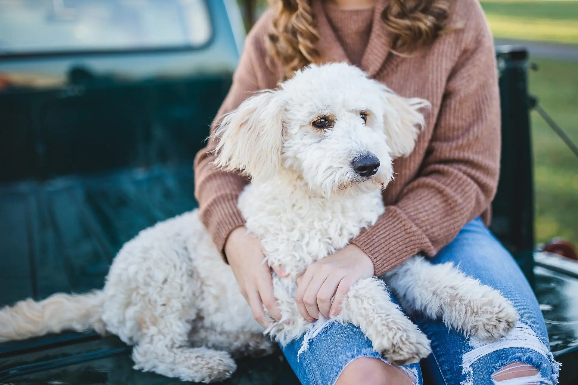 How To Perform an Oral Exam on Your Dog or Cat