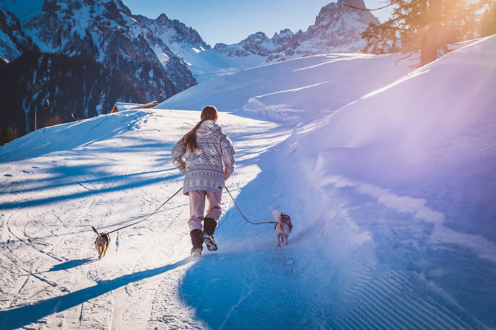 Winter Activities to do with Your Canine (and Feline) Companion